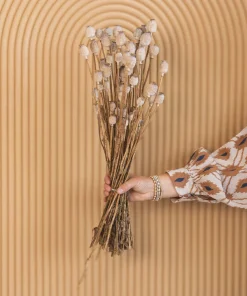 Buy Papaver Somniferum Poppy Pods