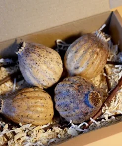 .Buy dried poppy heads