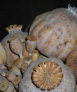 Buy Opium Poppy Pods