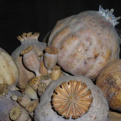 Buy Opium Poppy Pods